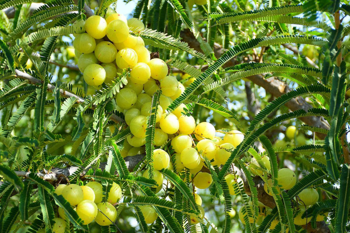 Otaheite Gooseberry Starter Plant - Phyllanthus acidus 1โ-2" | Tropical Fruit Tree for Garden