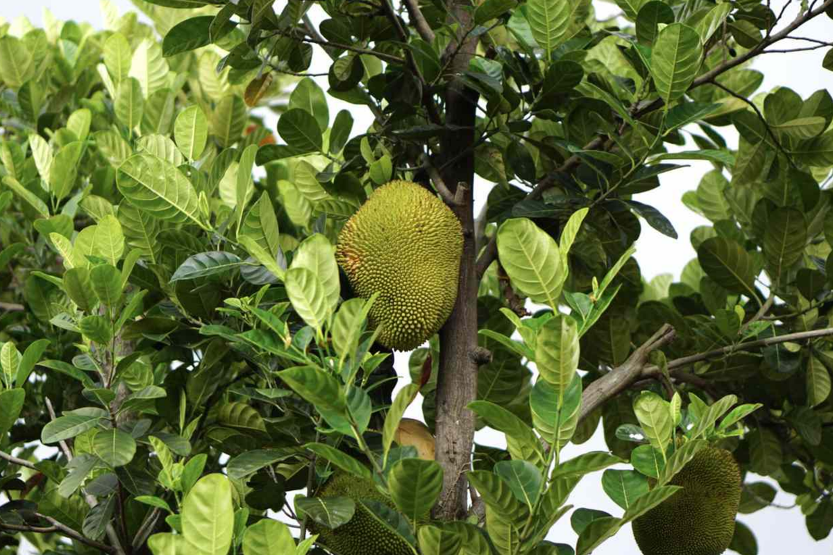 Jackfruit Tree 1′-2′ Live Starter Tropical Fruit Tree | Artocarpus heterophyllus | Nutritious, Versatile, Sustainable | Vegan-Friendly