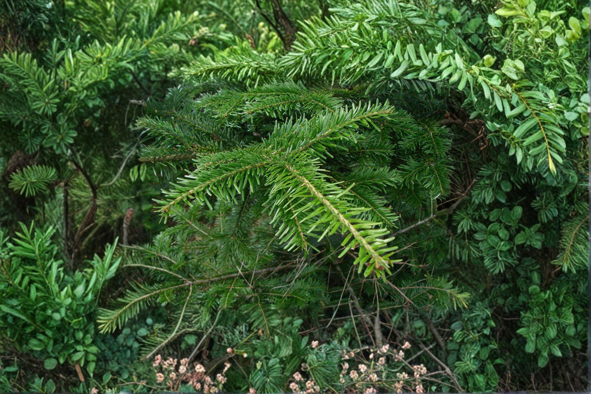 European Silver Fir Seeds, Abies alba, Evergreen Conifer, Christmas Tree, 10 Seeds