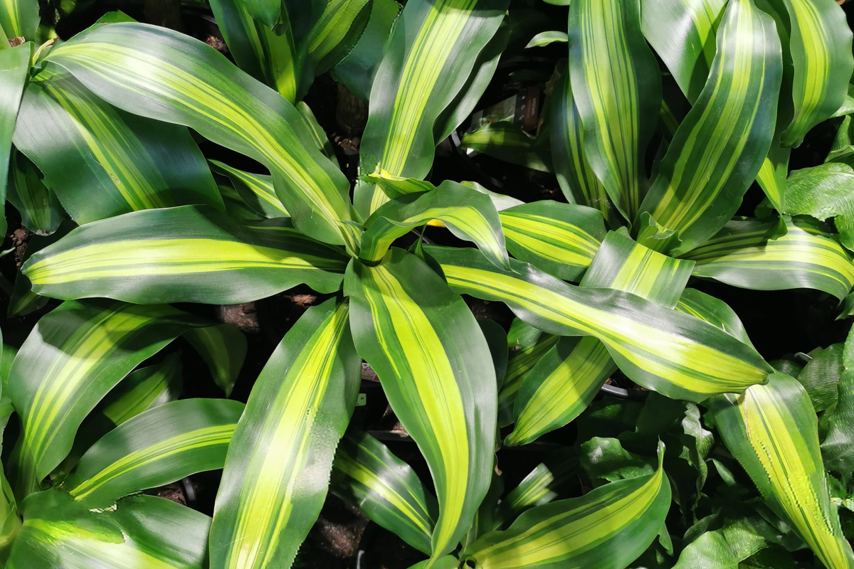 Corn Plant Cutting (Dracaena fragrans) 6โ | Tropical Indoor Houseplant Easy Care & Air-Purifying