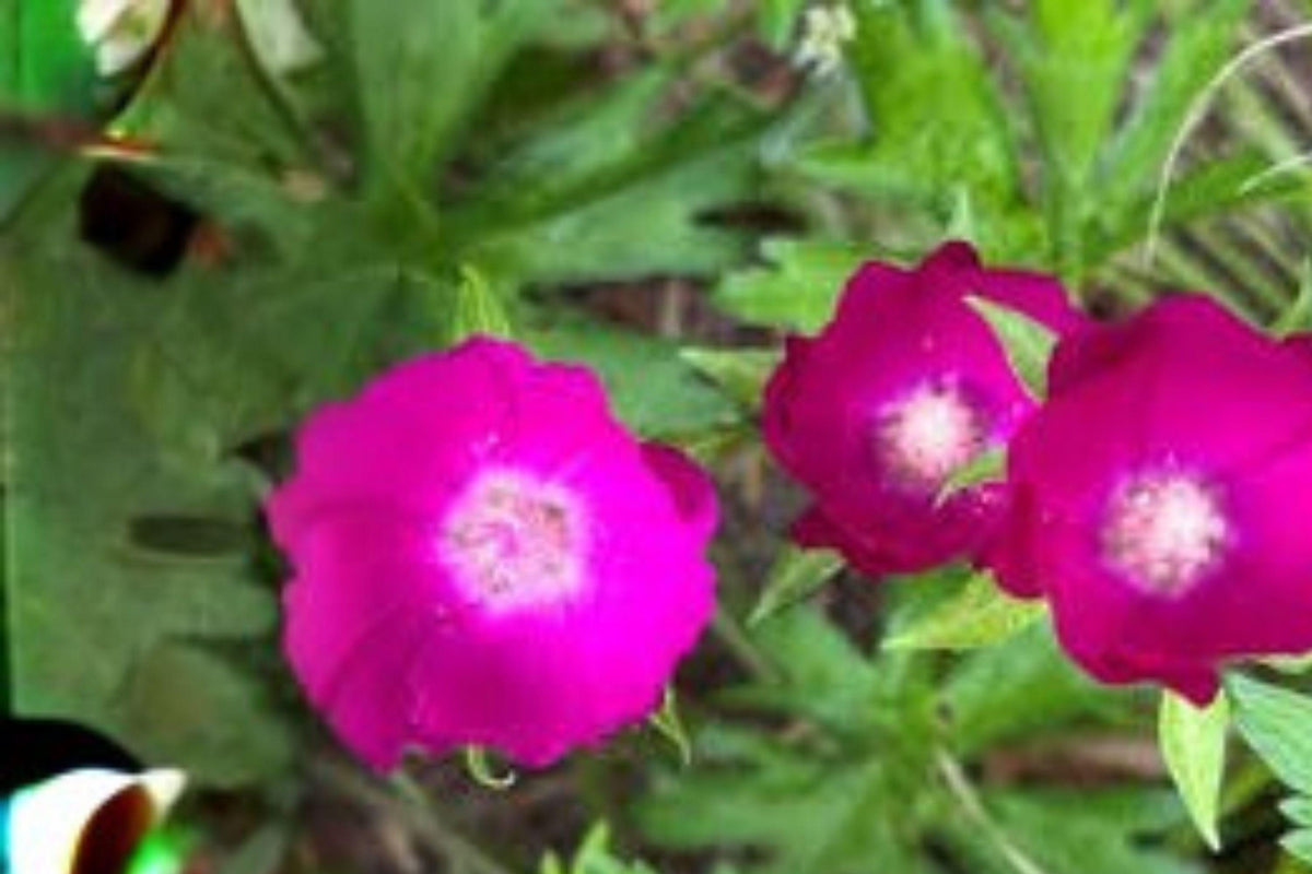 10 Seeds for Callirhoe involucrata – Purple Poppy Mallow, Native Groundcover Wildflower, Drought-Tolerant Perennial