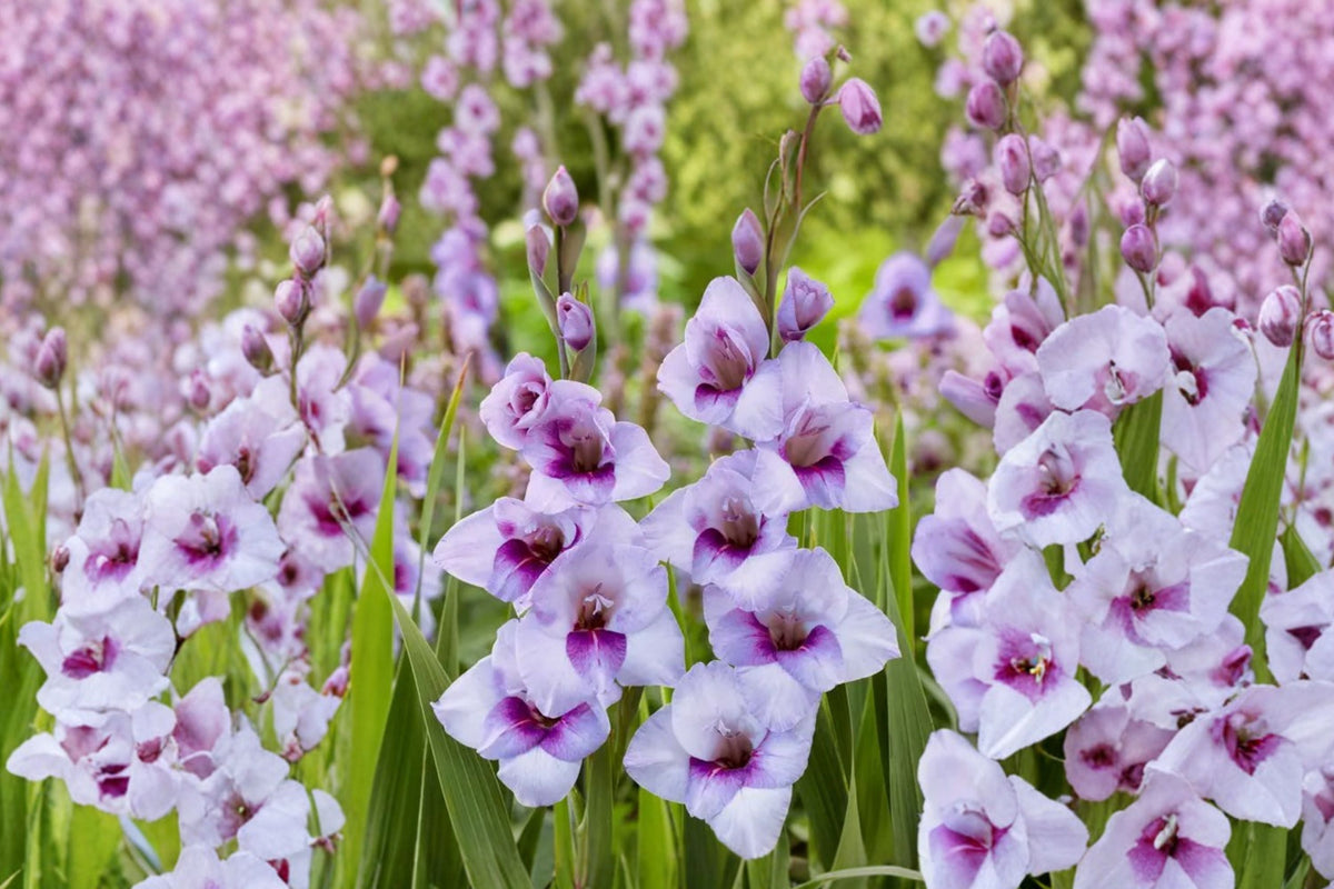 Gladiolus Glamini ‘Tina’ Purple Compact Gladiolus Bulbs | Dwarf Sword Lily | Summer Blooming Cut Flower