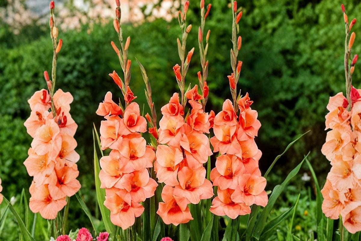 Gladiolus Glamini ‘Jenny’ | Compact Orange Gladiolus Bulbs | Dwarf Sword Lily | Summer Blooming Cut Flower