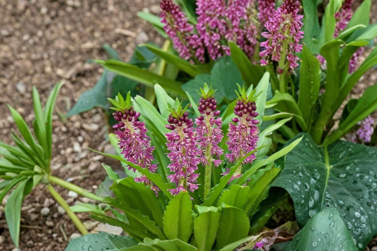 Eucomis Aloha Lily 'Leia' | Pineapple Lily Bulb with Purple Foliage & Summer Blooms