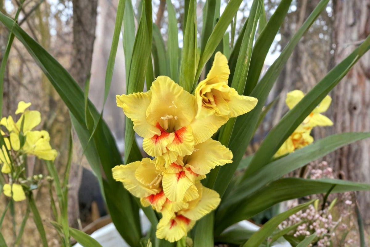 Gladiolus 'Jester' Yellow & Red Gladiolus Bulbs | Tall Summer Blooming Cut Flowers