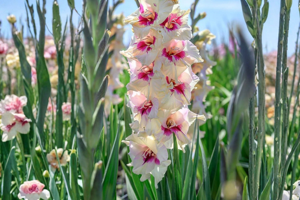 Gladiolus 'Amber Mystique' | Bicolor Gladiolus Bulbs | Peach & Amber Sword Lily | Tall Summer Blooming Cut Flowers