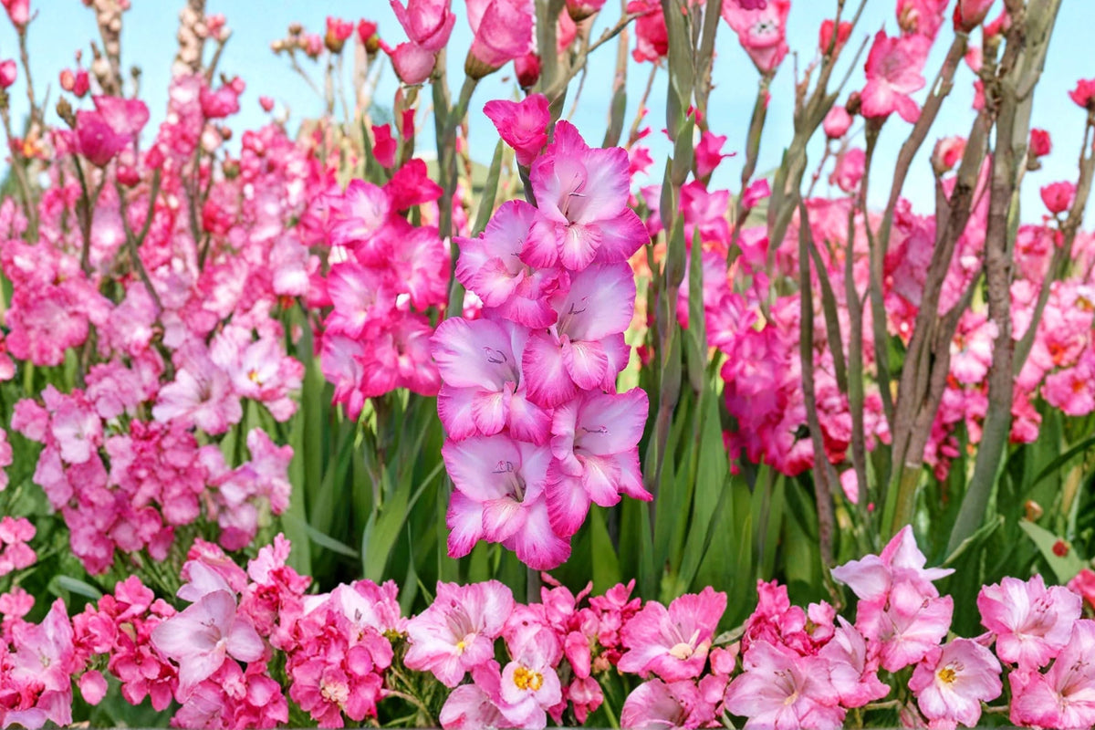 Gladiolus 'Cantate' Pink & White Gladiolus Bulbs | Tall Sword Lily | Pollinator Friendly Summer Blooms