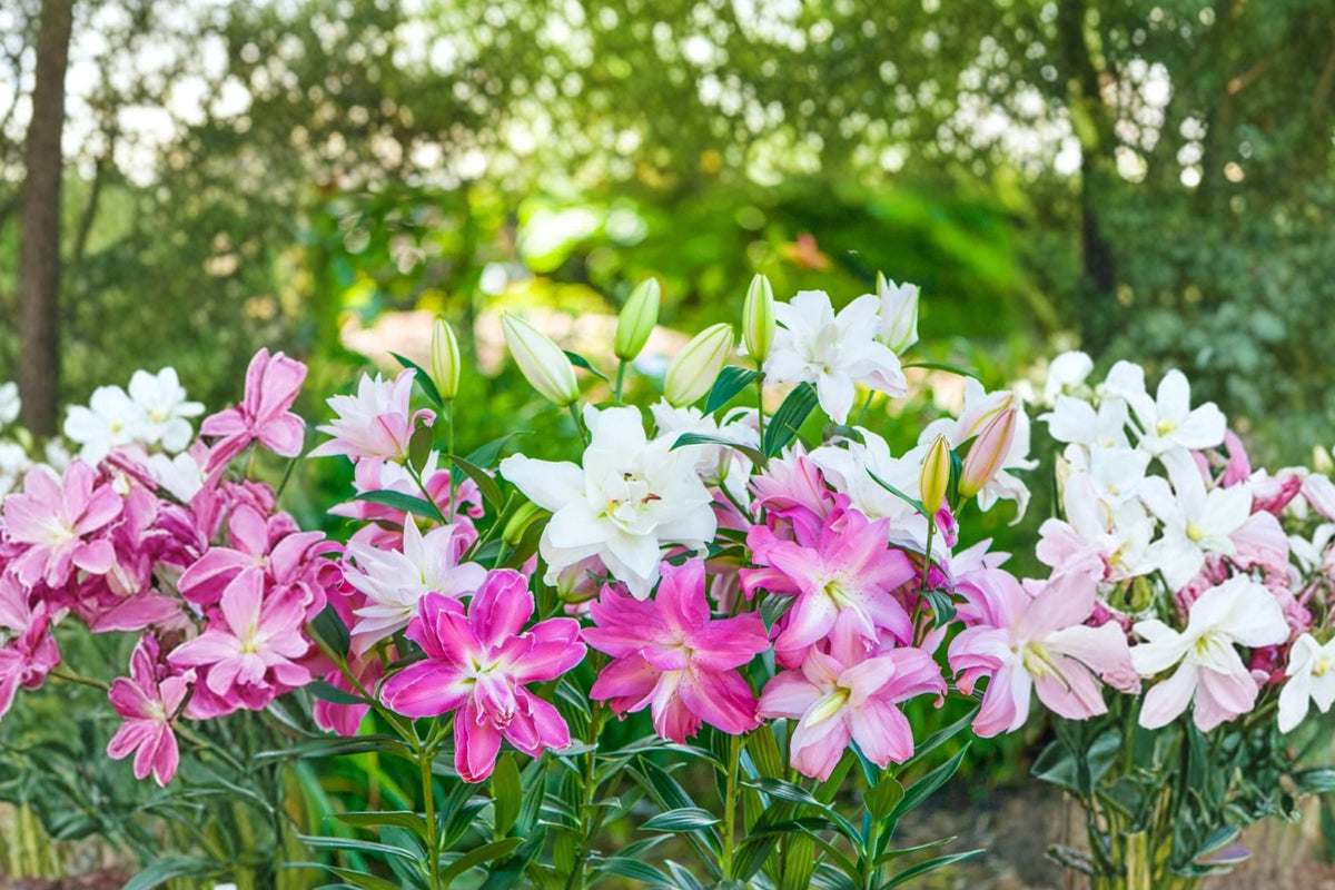 Lilium O 'Lotus Series' Collection | 5 Double Oriental Lily Bulbs | Pink & White Perennial Flowers