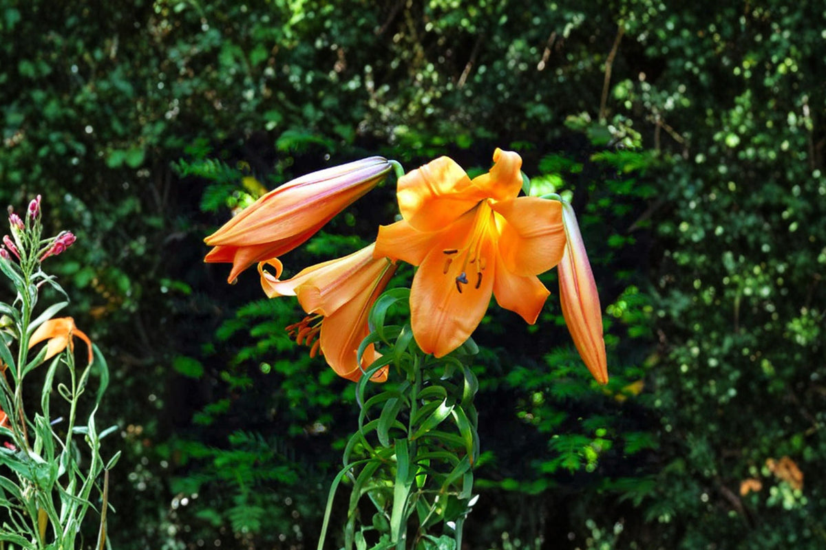 Lilium T 'African Queen' | Fragrant Apricot Orange Giant Trumpet Lily Bulb | Tall Perennial Flower