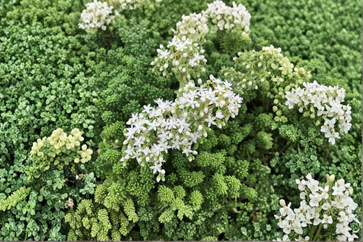 Sedum borchii 'Sport' | Evergreen Lime Green Succulent Groundcover