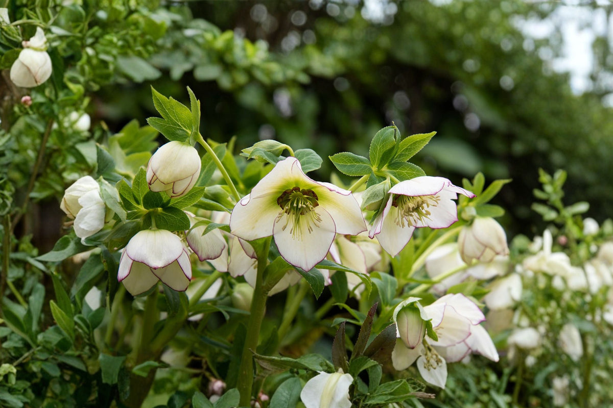 Lenten Rose 'Champion' - Creamy White Evergreen Hellebore in 4.5" Pot