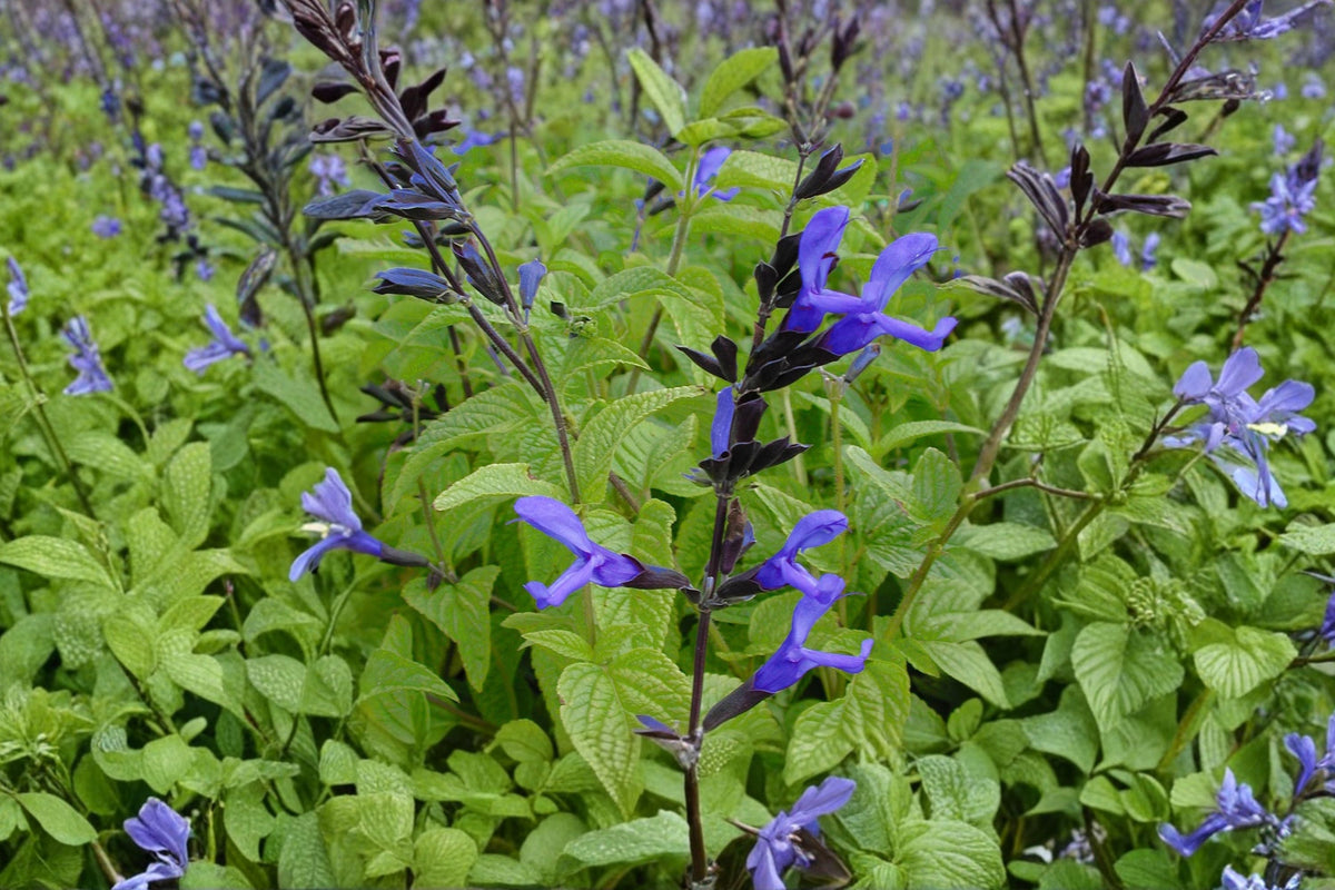 Salvia 'Black and Blue' | Blue Anise Sage | Hummingbird & Pollinator Perennial | 1 Gallon Pot
