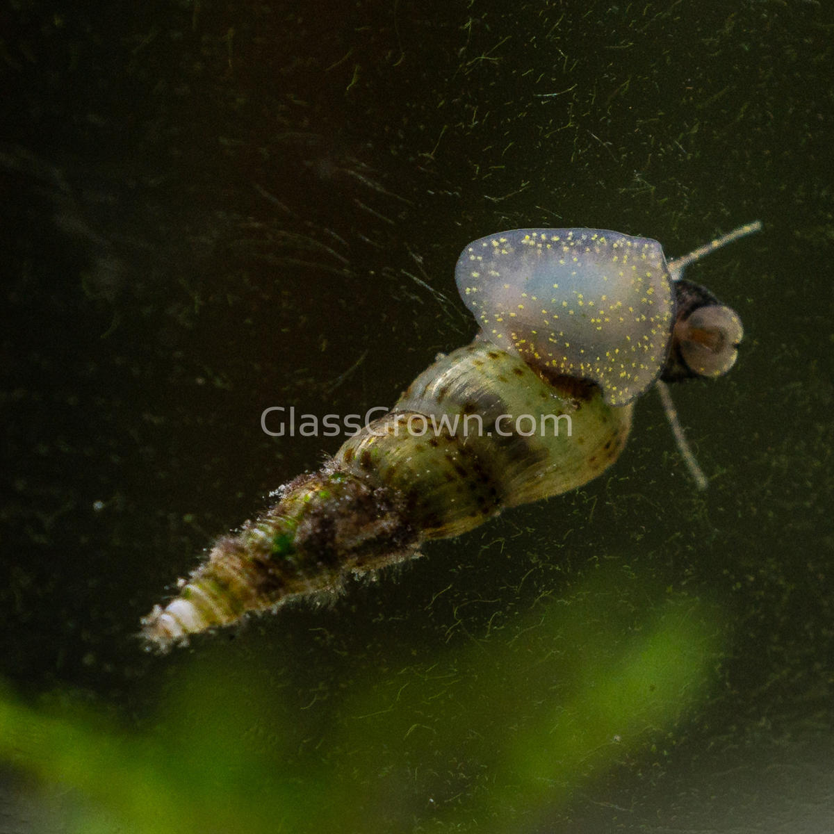 Malaysian Trumpet 20+ Snails