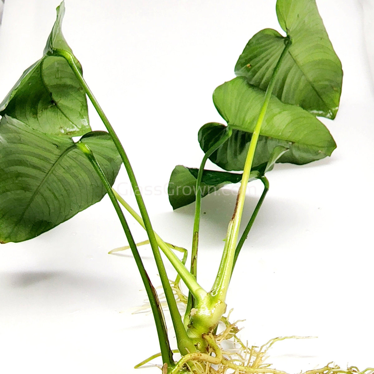 Anubias Nana