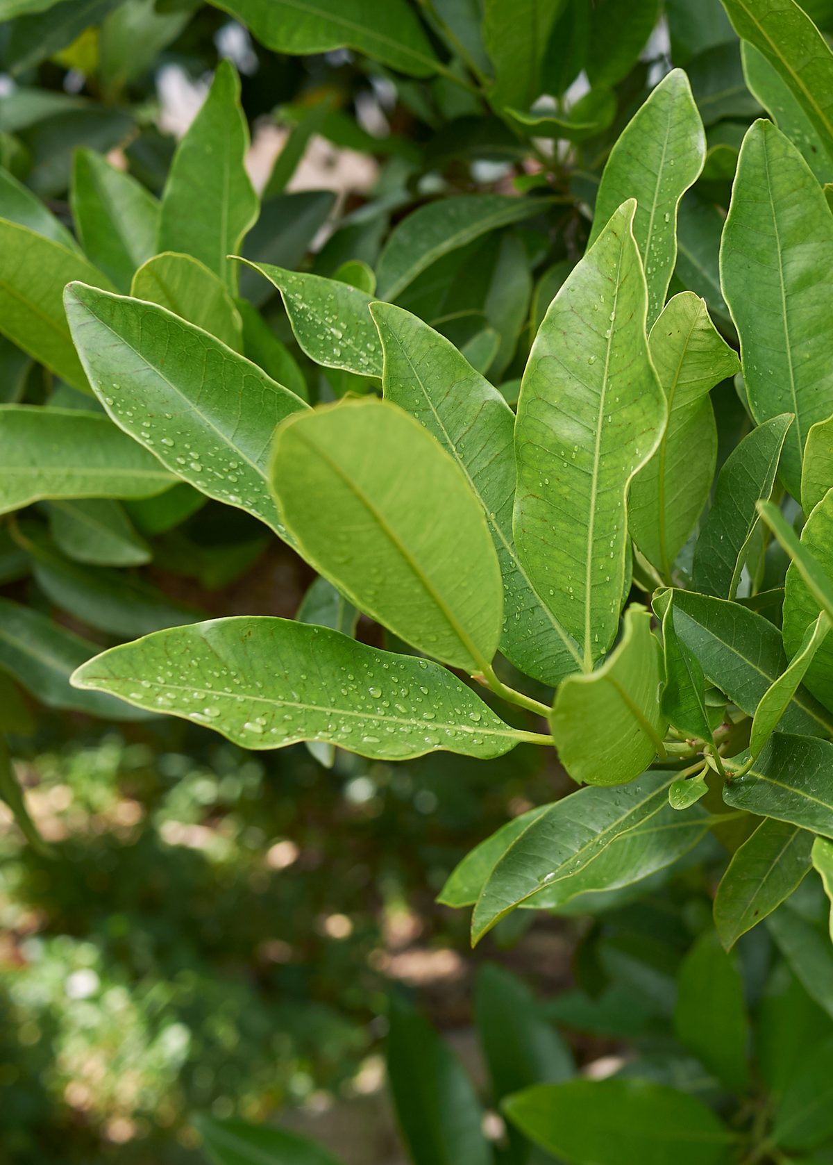 Allspice Tree with Aromatic Berries and Glossy Leaves, Pimenta dioica, Tropical Spice Plant