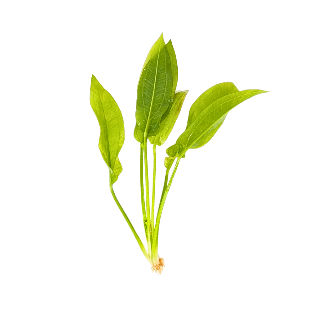 Amazon Sword | Echinodorus Amazonicus