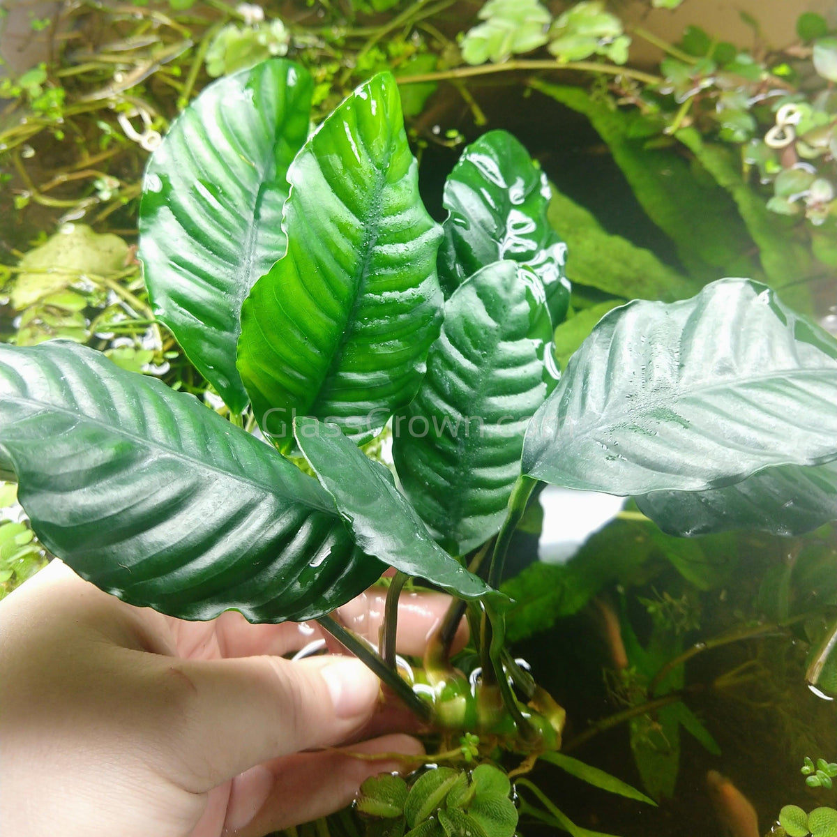 Anubias Coffeefolia