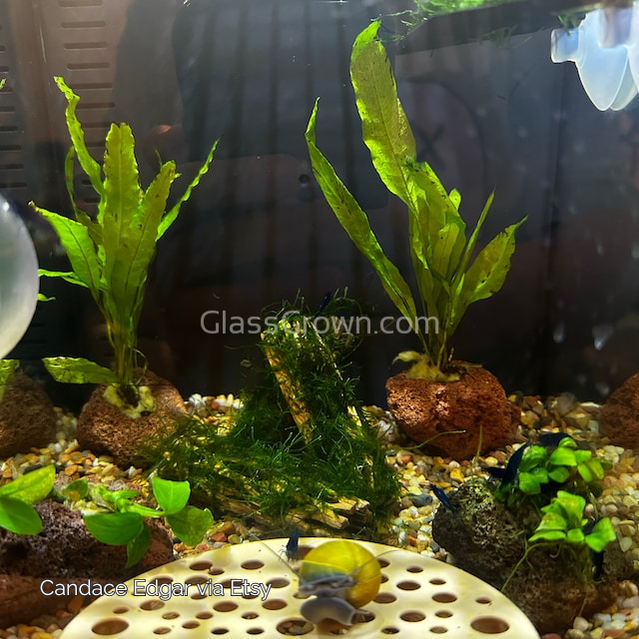 Anubias Nana Petite