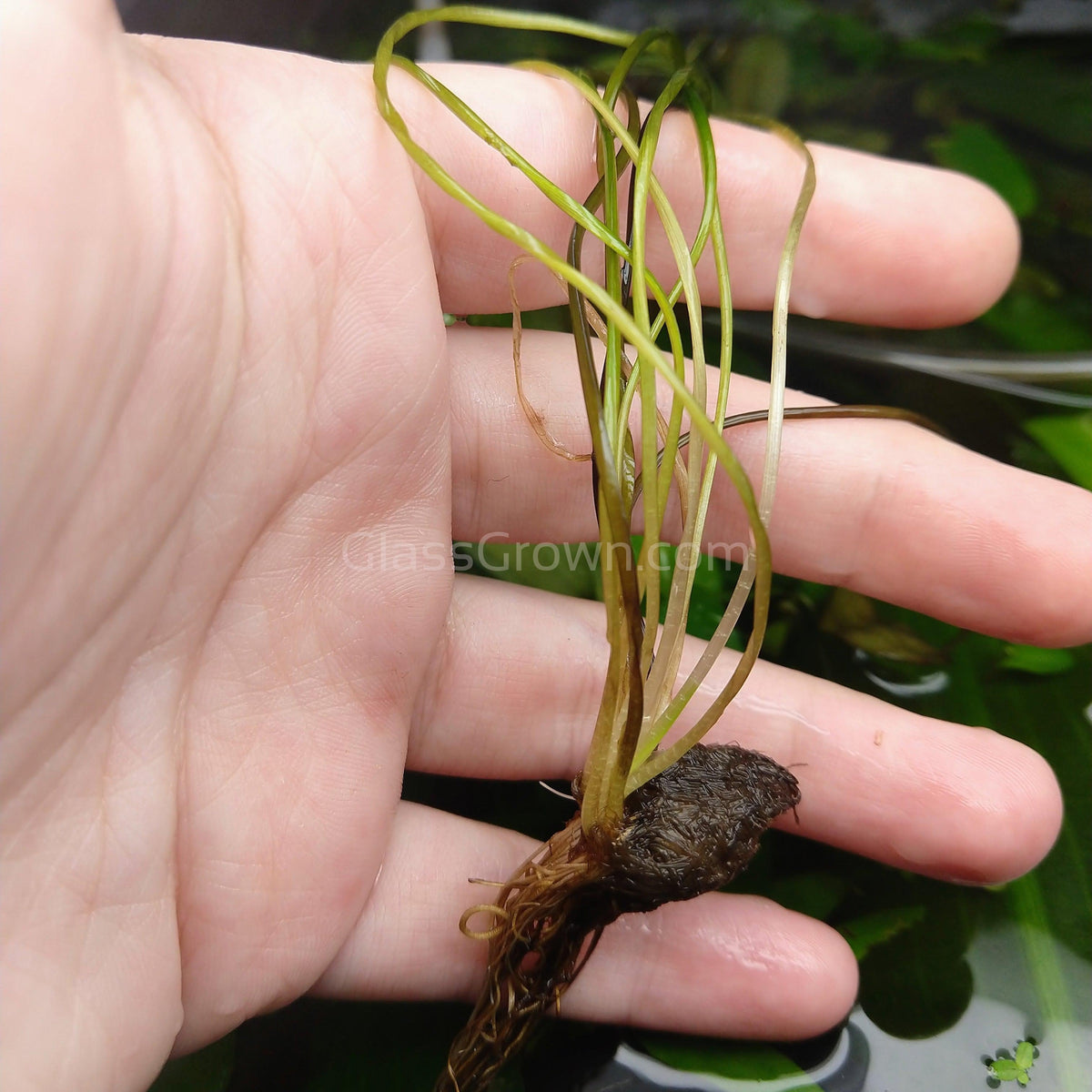 Aponogeton Natans Bulb