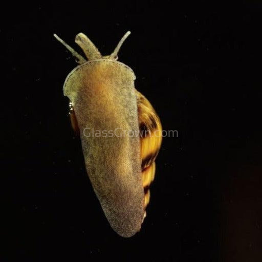 Assassin Snail 3 Pack