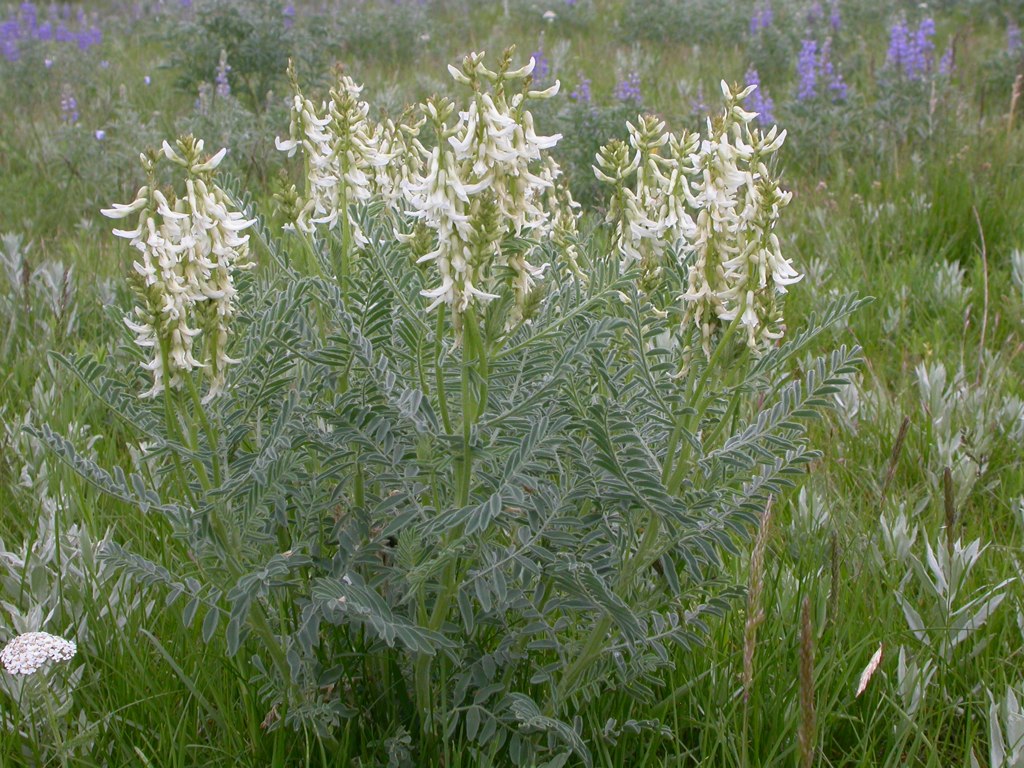 Astragalus drummondii Seeds – Woolly Milkvetch Wildflower, Non-GMO Perennial Seeds for Native Gardens & Pollinator Habitats