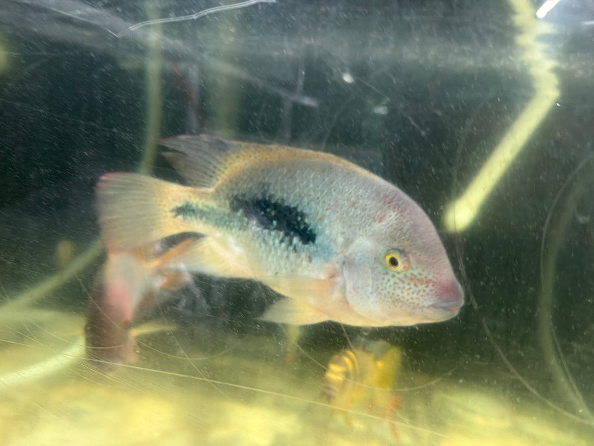 Fenestratus Cichlid (Vieja fenestrata)