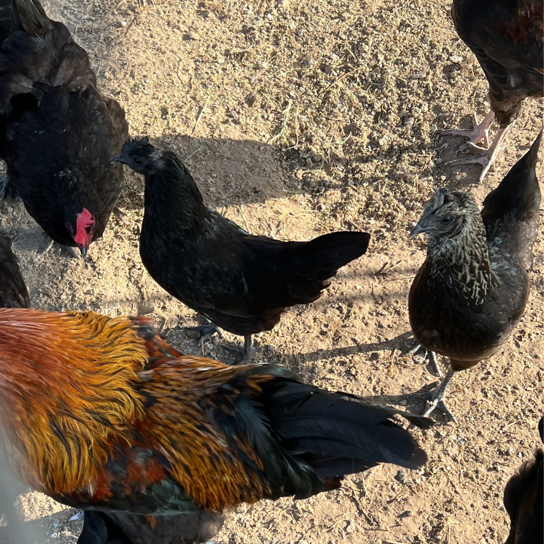 Black Copper Marans Chicken Hatching Eggs 6 Count