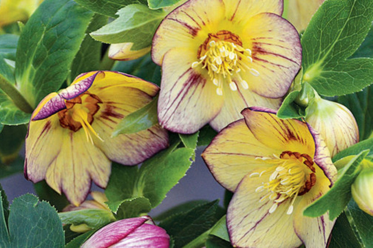 Hellebore ‘Tropical Sunset’ (Helleborus x hybridus) – Established Gal Size Lenten Rose Perennial, Shipped w/Foliage Intact