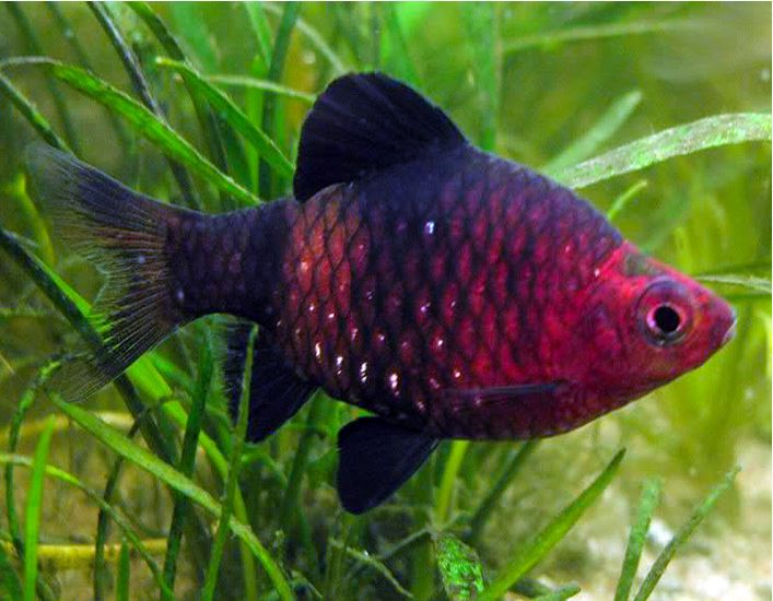 Black Ruby Barb (Pethia nigrofasciata) PAIR