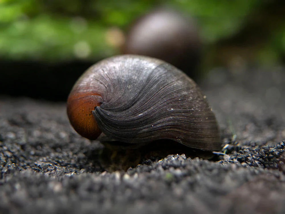 Black Nerite snails PACK OF 6