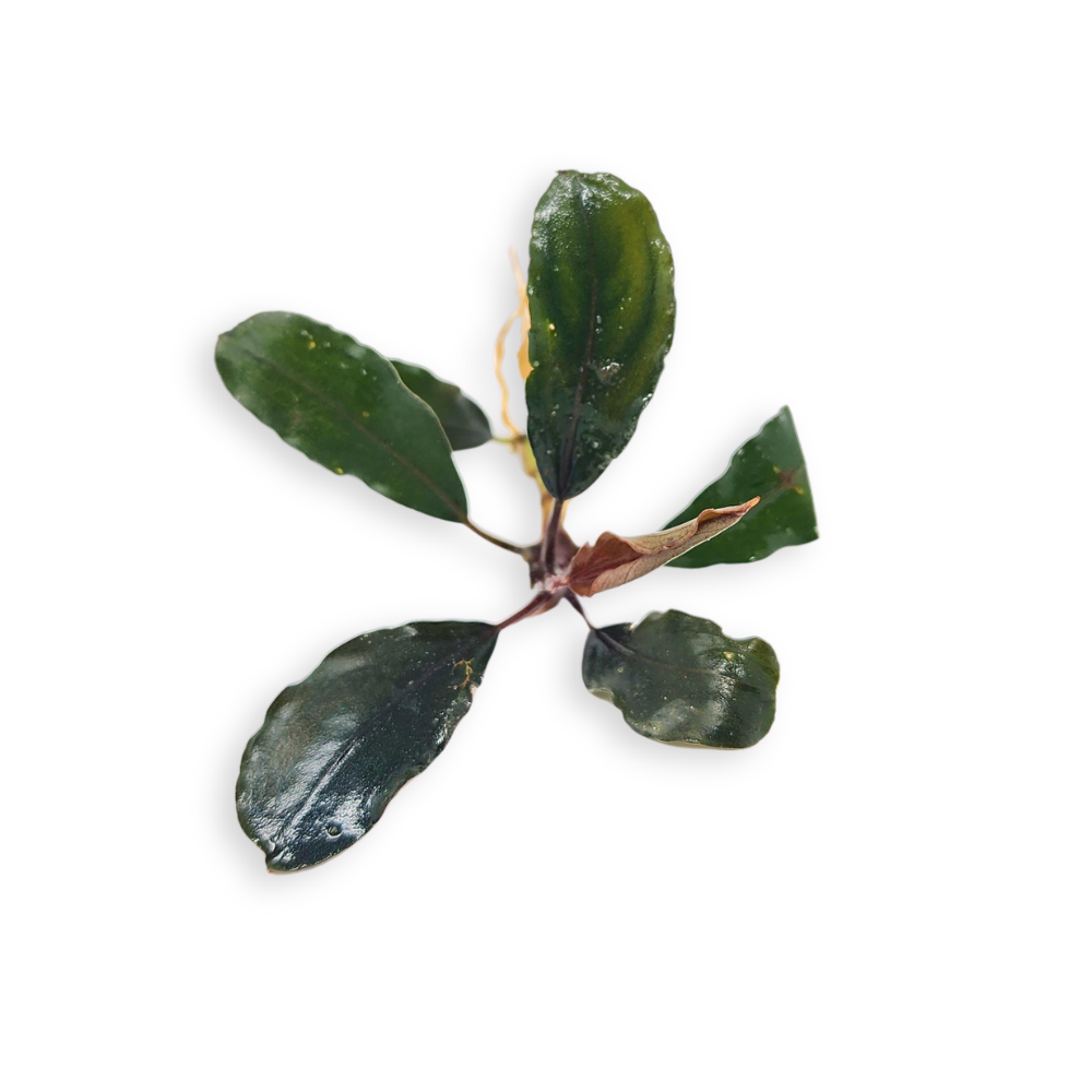 Bucephalandra Theia