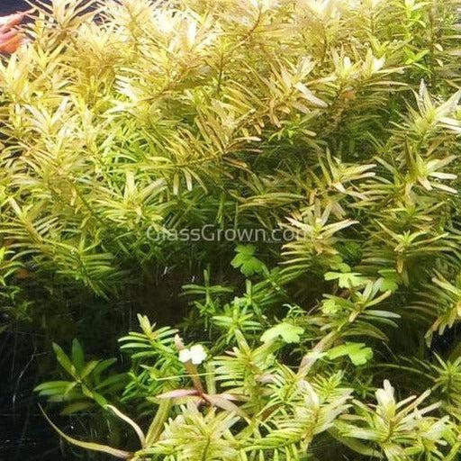 Rotala Vietam H'ra