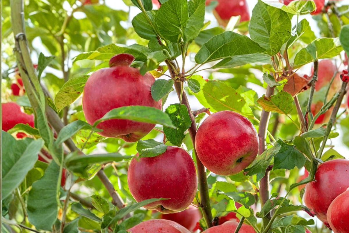 Ambrosia Apple Tree 4-6 ft Live Fruit Tree Sweet Crisp Red Yellow Apples Outdoor Garden Orchard Plant Home Tree