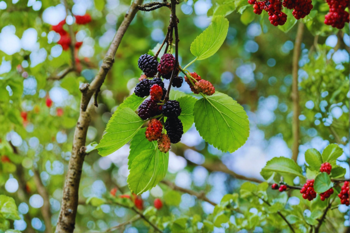 Fruitless Mulberry Tree 8-9 Ft Live Plant – Morus alba Shade Tree, Fast Growing Landscape Tree for Yard