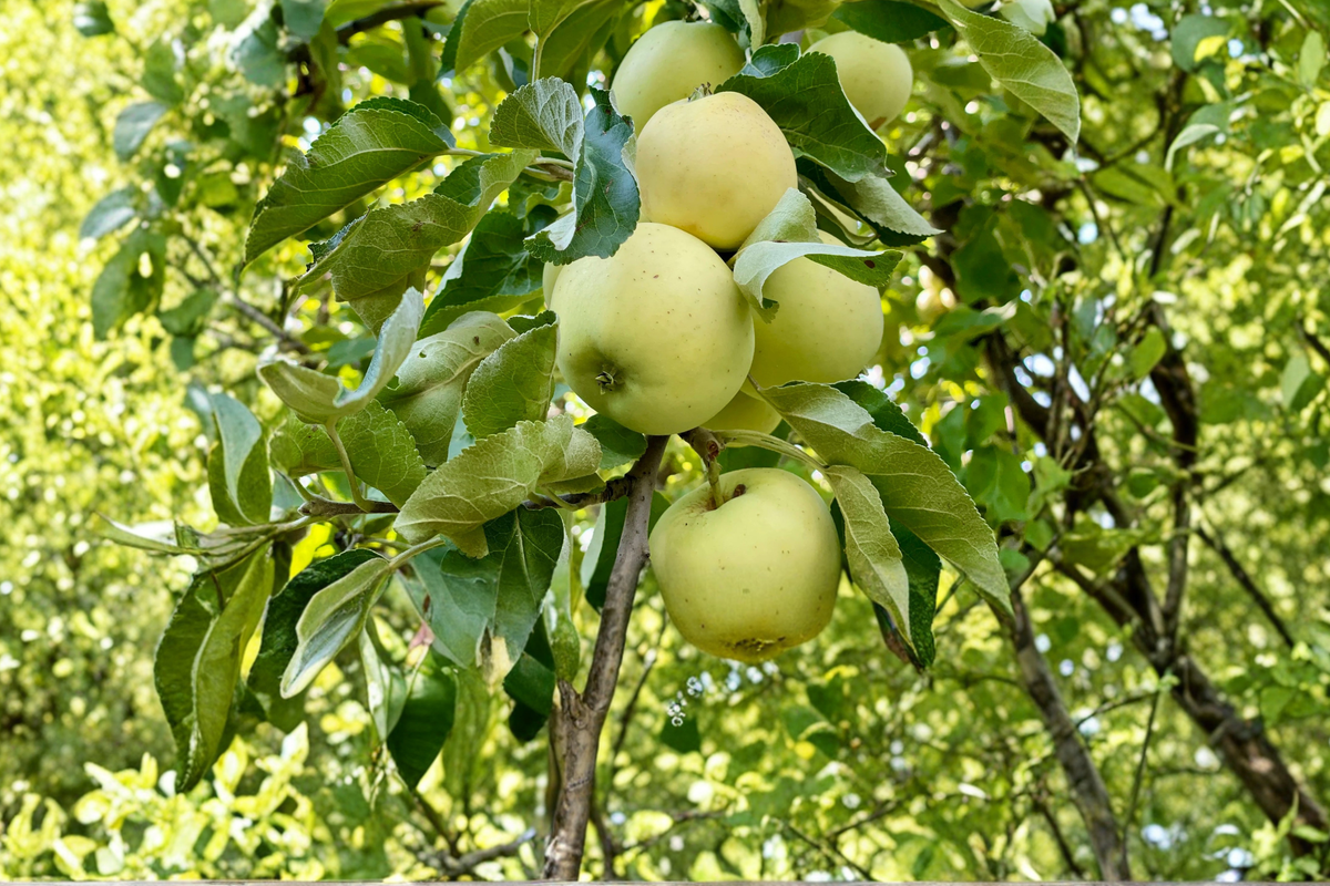 Yellow Transparent Apple Tree 4-6 ft Live Fruit Tree Early Season Yellow Apples Garden Orchard Plant Outdoor Tree