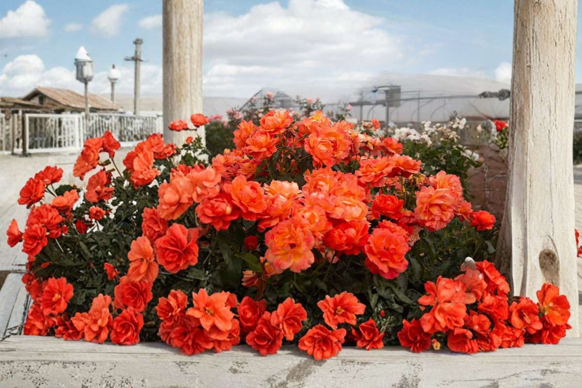 Impatiens Floribunda Rose Plant 1 Gal – Live Bush with Orange Red Blooms, Compact Rose Shrub Rosa 'Impatient' for Garden Landscaping
