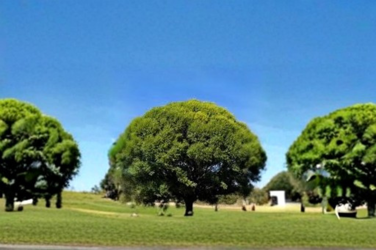 Globe Willow Tree 4-6 Ft Live Plant – Fast Growing Deciduous Shade Tree for Garden, Backyard Landscape Outdoor Planting