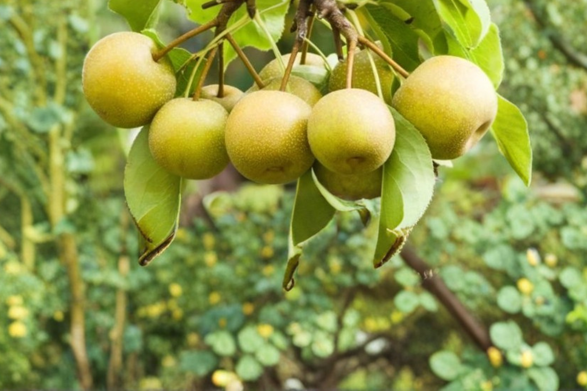 Shinsui Asian Pear Tree 4-6 FT Live Fruit Tree Pyrus pyrifolia for Garden, Backyard, Orchard