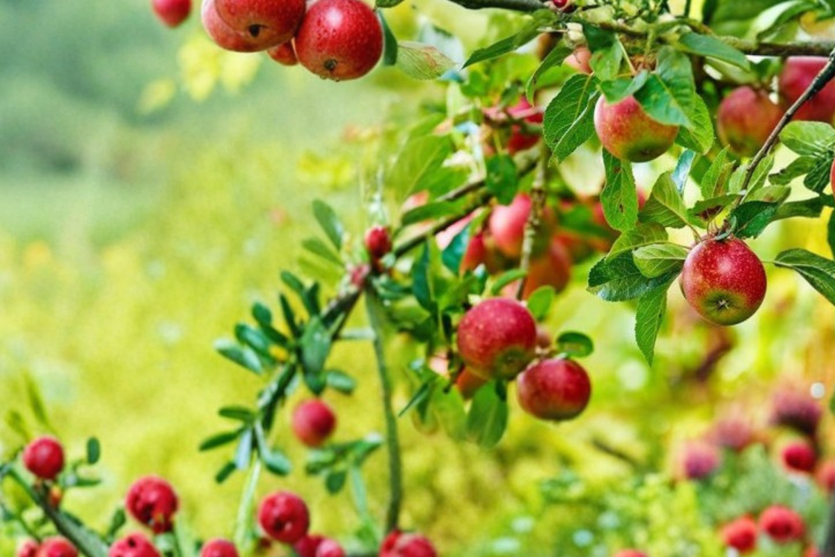 Gala Apple Tree Live Plant – 4–5 ft, Red and Yellow Fruit, Malus domestica ‘Gala’ for Home Garden & Outdoor Plant
