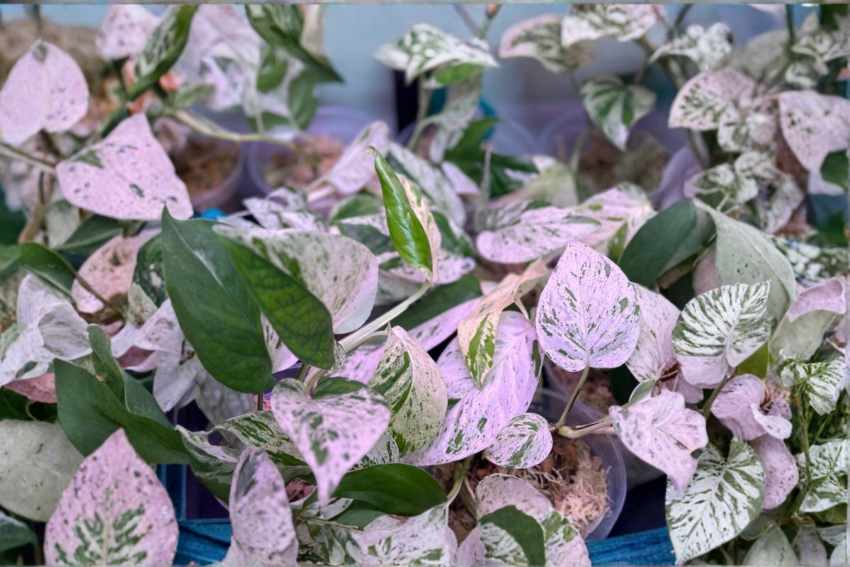 Epipremnum Pinnatum Marble Live Plant, Variegated Tropical Houseplant, Climbing Vine, Indoor Starter Cutting