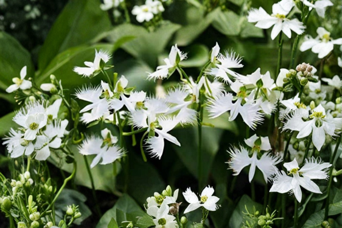 White Dove Egret Flower Seeds Rare Orchid Plant 30 Seeds for Outdoor Garden and Container Growing