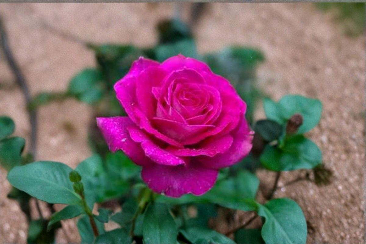 Rare English Lady Pink Rose Seeds 10 Pack Ornamental Rose Bush Flower Seeds USA Seller Combined Shipping Discount