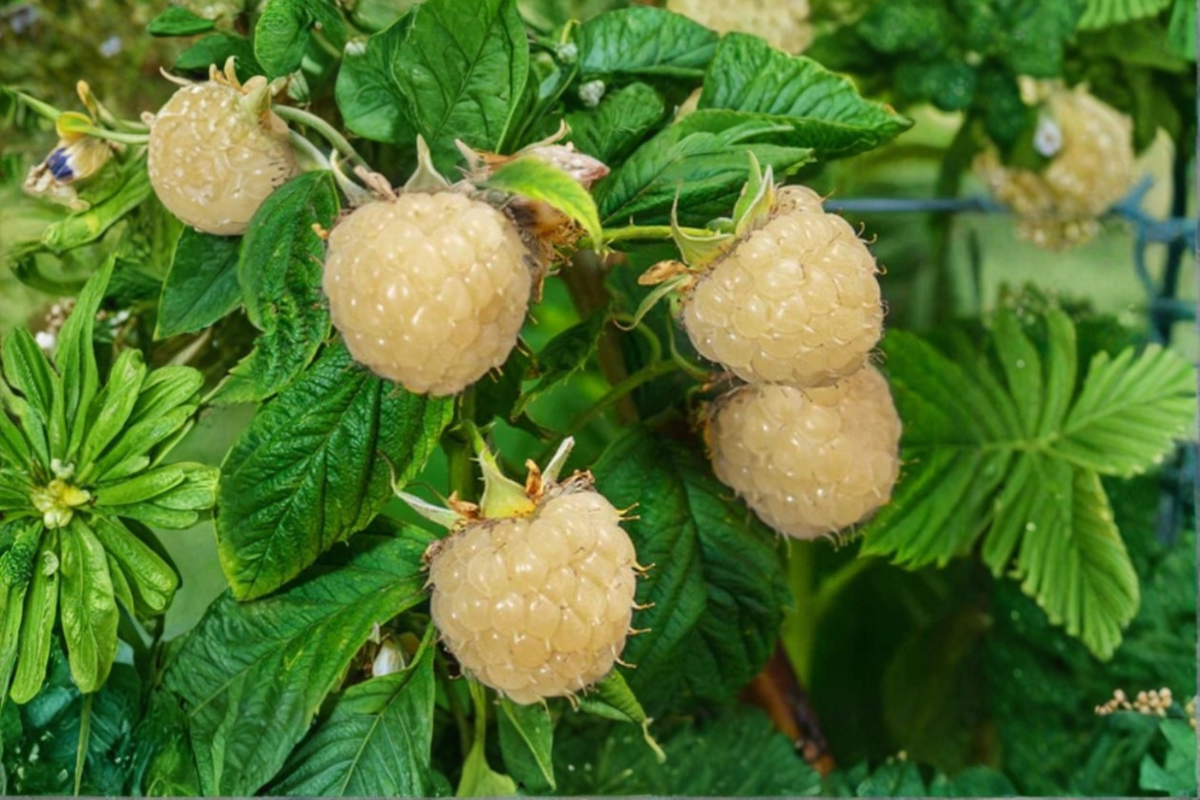 Rare White Blackberry Seeds 30 Pack Sweet Berry Fruit Seeds for Backyard Garden Planting USA Seller Combined Shipping