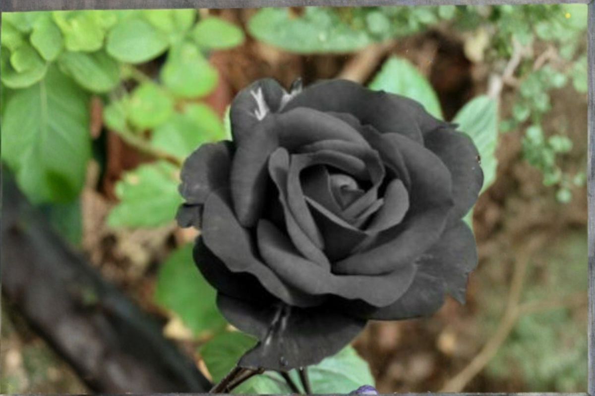 English Dark Purple Rose Seeds Flower Bush 20 Seeds Ornamental Garden Rose for Outdoor Planting