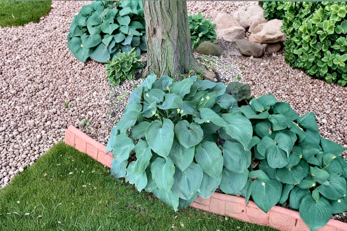 Hosta ‘Humpback Whale’ - 3-Inch Pot Blue Green Foliage Shade Perennial Garden Plant