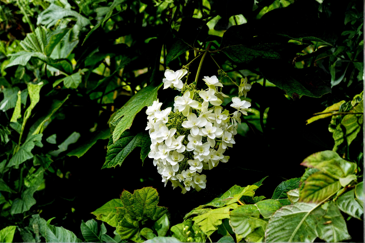 Pee Wee Dwarf Oakleaf Hydrangea Live Plant - 1 Pint Grow Bag - Hydrangea quercifolia
