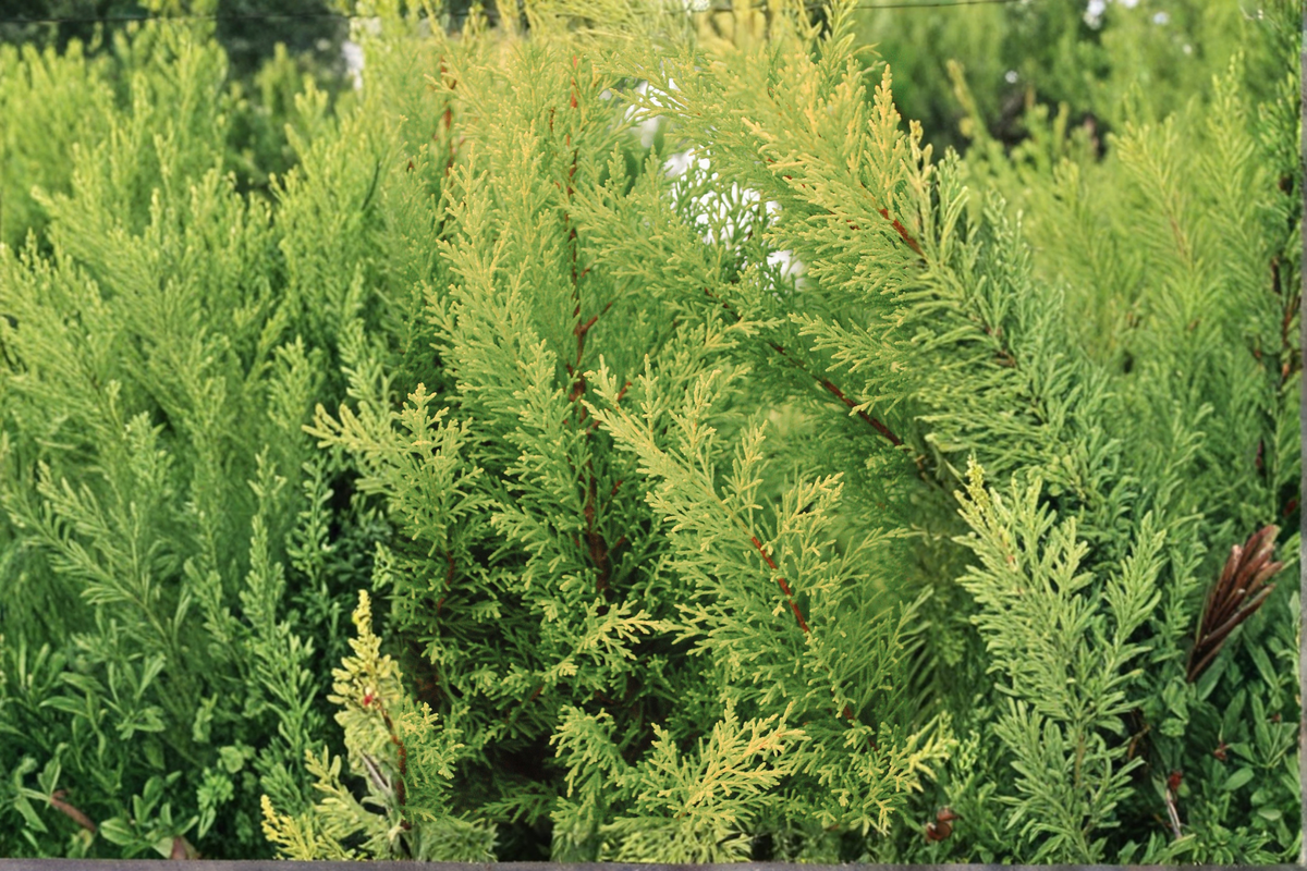 Lime Glow Spreading Juniper Starter Plant – Juniperus horizontalis 'Lime Glow' Evergreen Groundcover