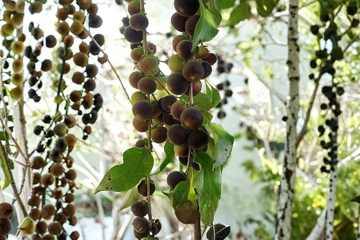 Black Velvet Gooseberry Live Plant – Worcesterberry Cross – 1 Starter Plant