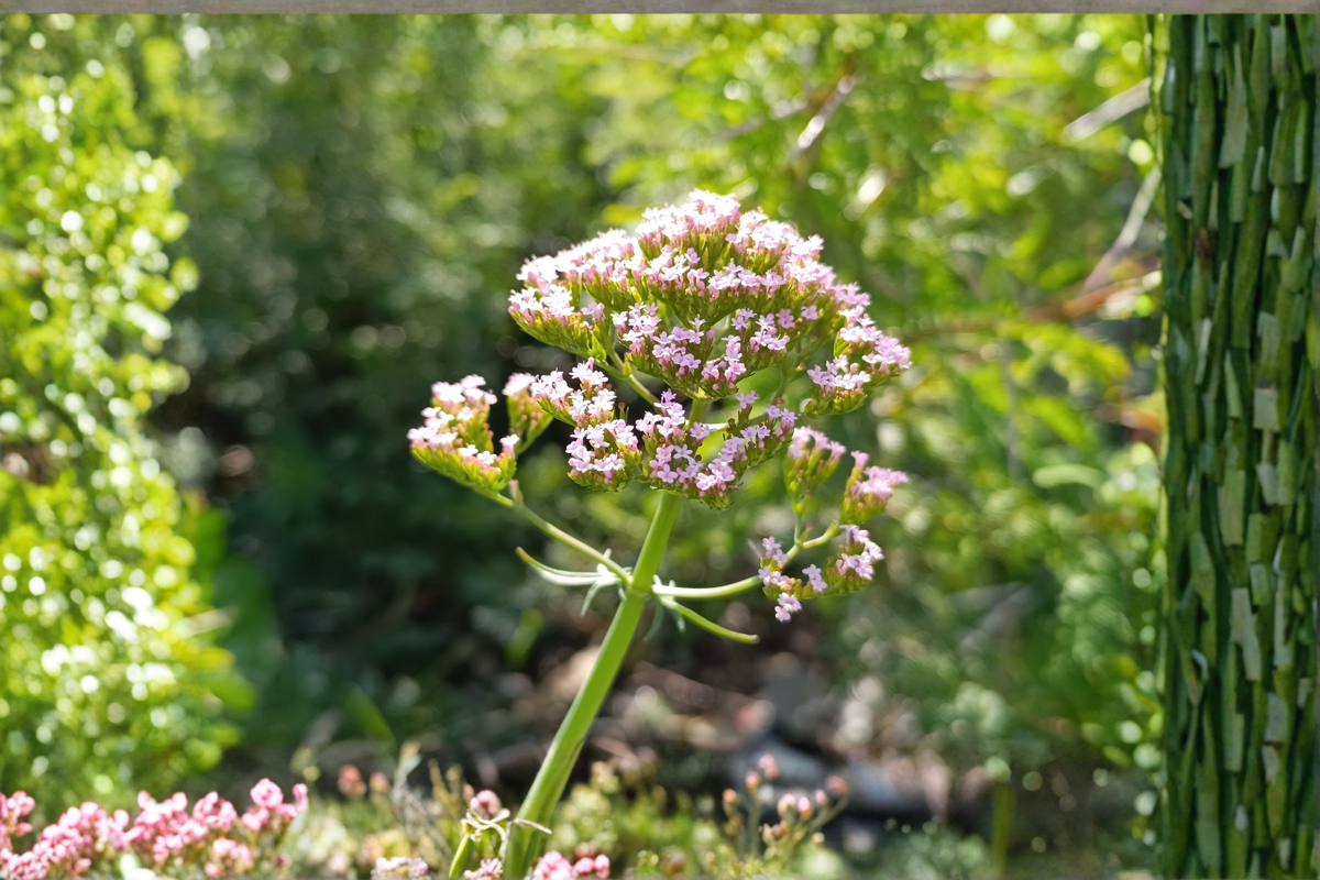 Valerian Live Plant – Valeriana officinalis – Perennial Herb for Gardens and Pollinators