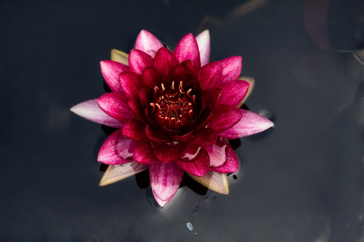 Slocum's Almost Black Water Lily Sprouted Tuber – Winter Hardy Nymphaea